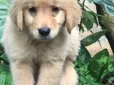 Golden Retriever Pappy