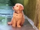 Golden Retriever Puppy