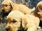 Golden Retriever Puppies