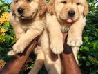Golden Retriever Puppies