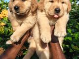 Golden Retriever Puppies