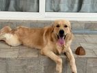 Golden Retriever Dog