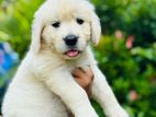 Golden Retriever Puppies