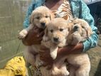 Golden Retriever Puppies