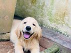 Golden Retriever Puppies