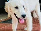 Golden Retriever Puppies Female
