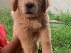 Golden Retriever Puppies
