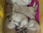 Golden Retriever Puppies