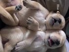 Golden Retriever Puppies