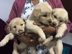 Golden Retriever Puppies
