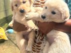 Golden Retriever Puppies