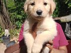 Golden Retriever Puppies