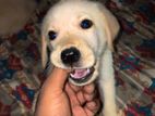 Golden Retriever Puppies