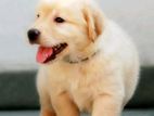 Golden Retriever Puppies