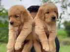 Golden Retriever Puppies