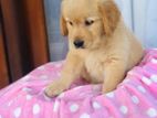 Golden Retriever Puppies