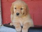 Golden Retriever Puppies