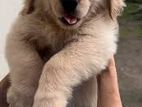 Golden Retriever Puppies