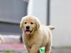 Golden Retriever Puppies