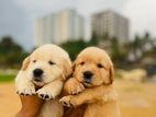 Golden Retriever Puppies