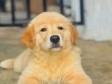 Golden Retriever Puppies