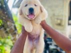 Golden Retriever Puppies