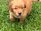 Golden Retriever Puppies