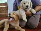 Golden Retriever Puppies