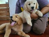 Golden Retriever Puppies