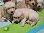 Golden Retriever Puppies