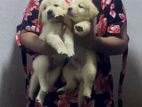 Golden Retriever Puppies