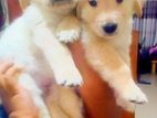 Golden Retriever Puppies