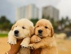 Golden Retriever Puppies