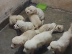 Golden Retriever Puppies