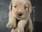 Golden Retriever Puppies