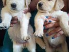 Golden Retriever Puppies