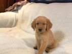 Golden Retriever Puppies