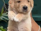 Golden Retriever Puppies