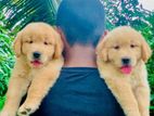 Golden Retriever Puppies