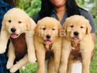 Golden Retriever Puppies