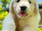 Golden Retriever Puppies