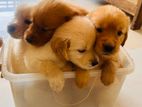 Golden Retriever Puppies