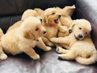 Golden Retriever Puppies