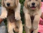 Golden Retriever Puppies