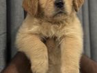 Golden Retriever puppies