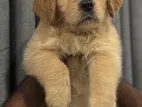 Golden Retriever puppies