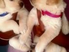 Golden Retriever Puppies