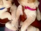 Golden Retriever Puppies