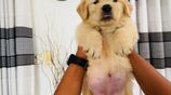 Golden Retriever Puppies