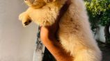 Golden Retriever Puppies